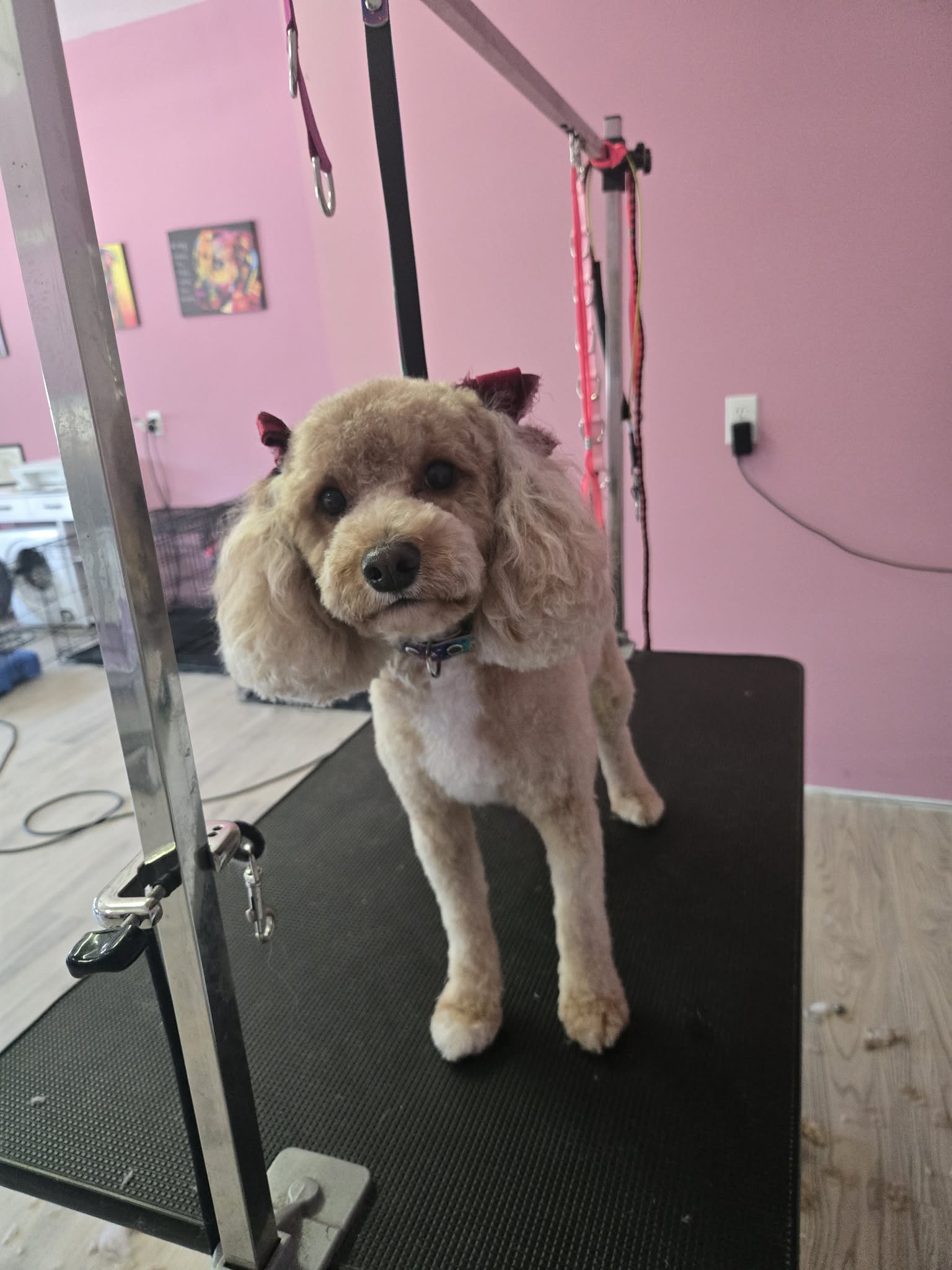 Ruby the Cavapoo after groom