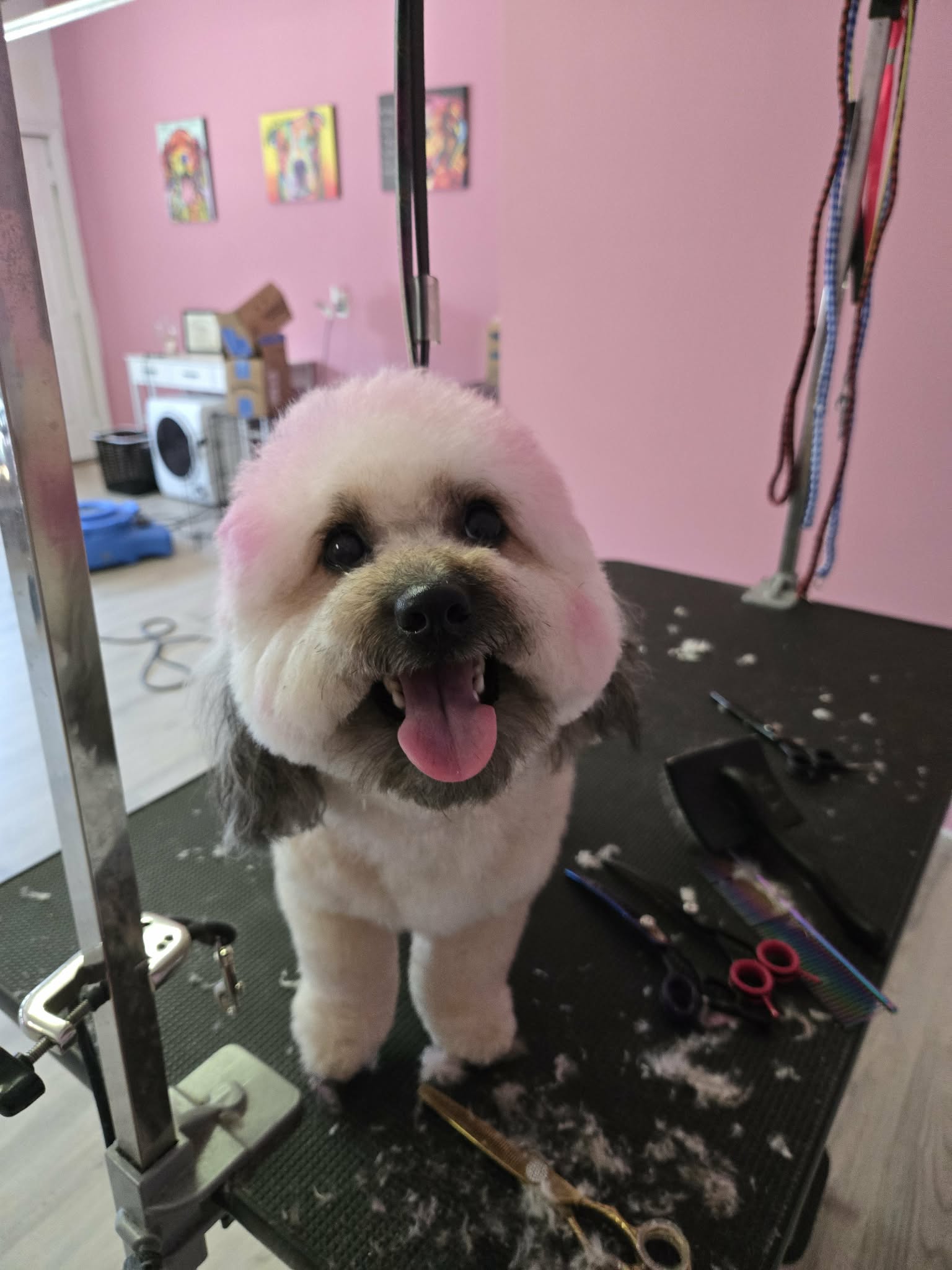 Koko the Toy Poodle after groom